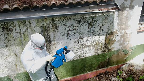 Top rated local Mold Remediation specialists in Rogers, TX